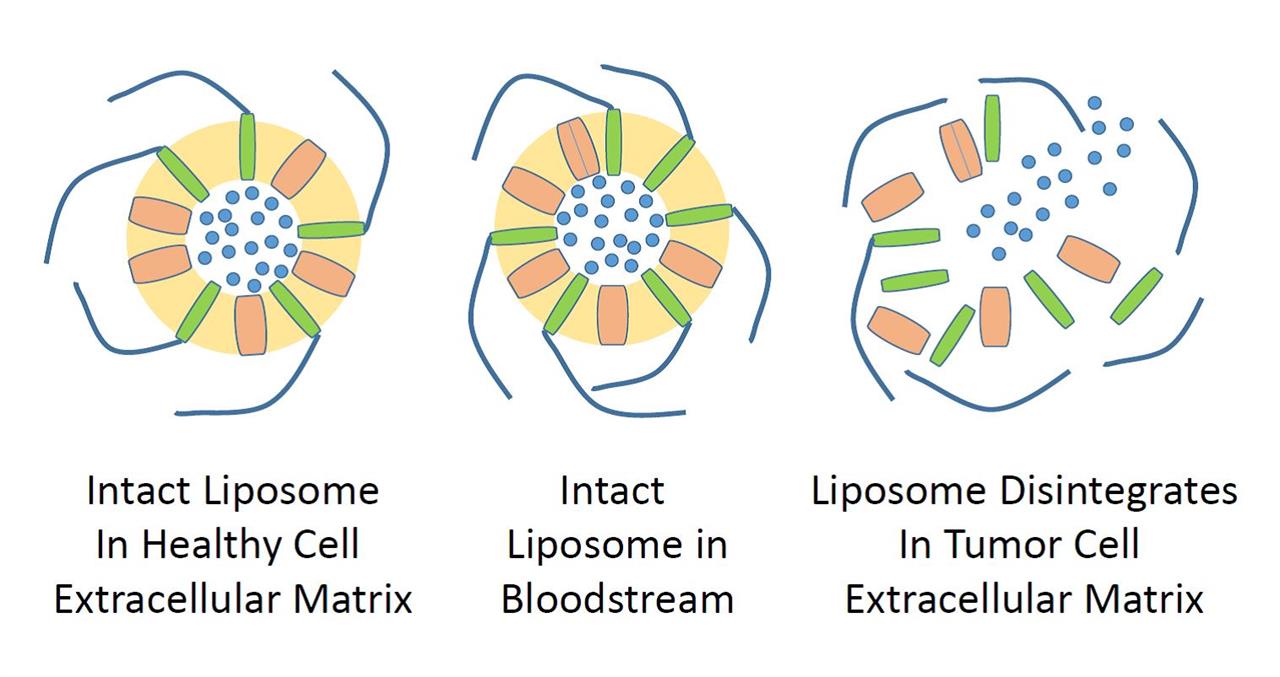 liposome illustration